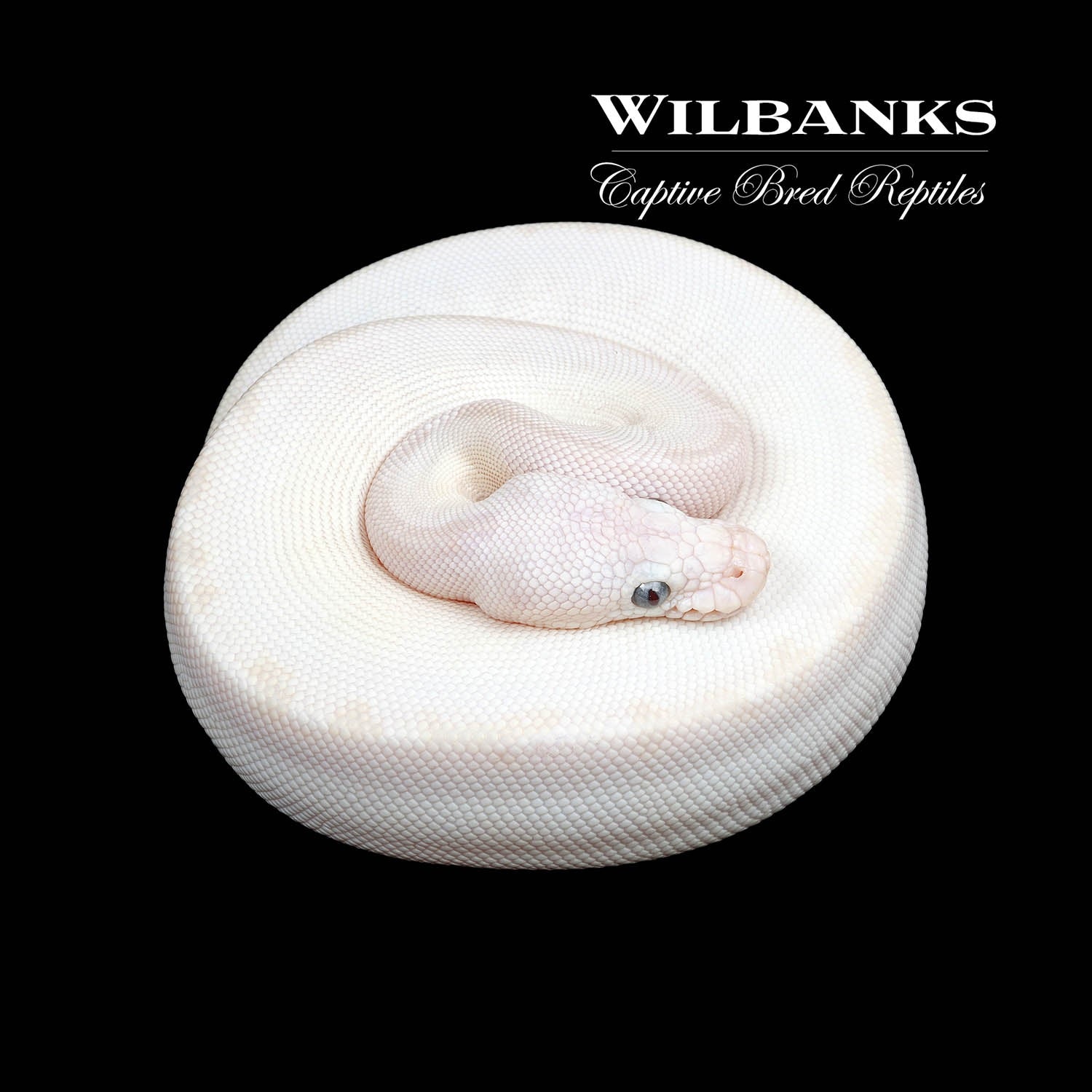 White Diamond Blue Eyed Lucy (Super Russo) Ball Python by Wilbanks ...