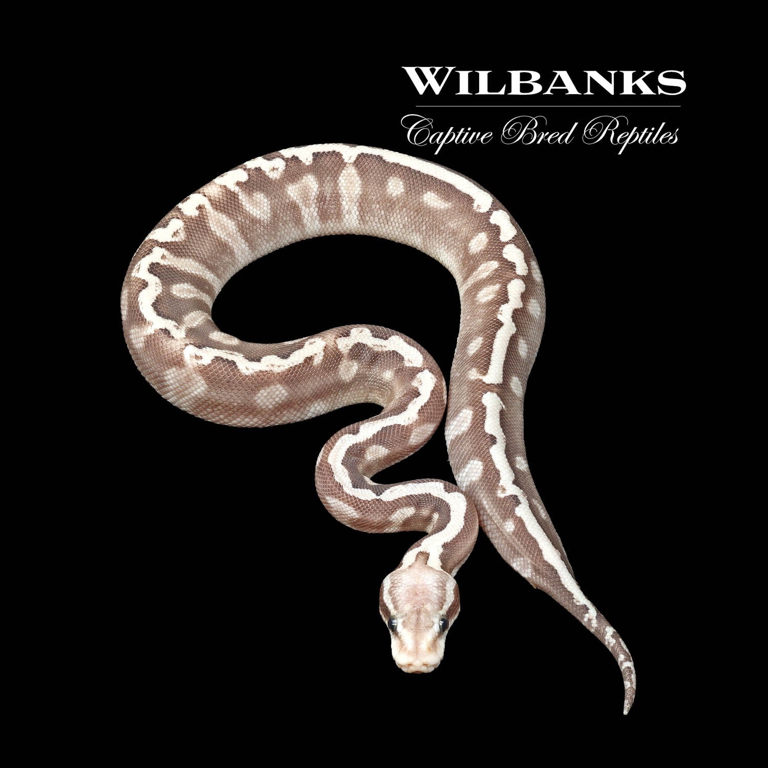 Super GHI Butter Pastel 100 Het. Clown Ball Python by Wilbanks Captive