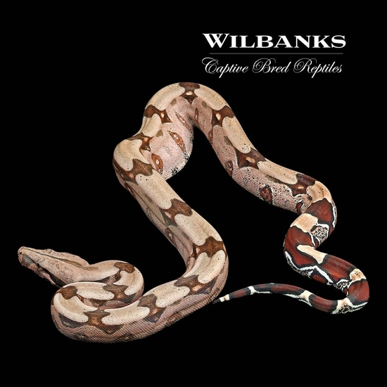 Surinam True Red Tailed Boa Constrictor True Red-Tailed Boa Constrictor ...