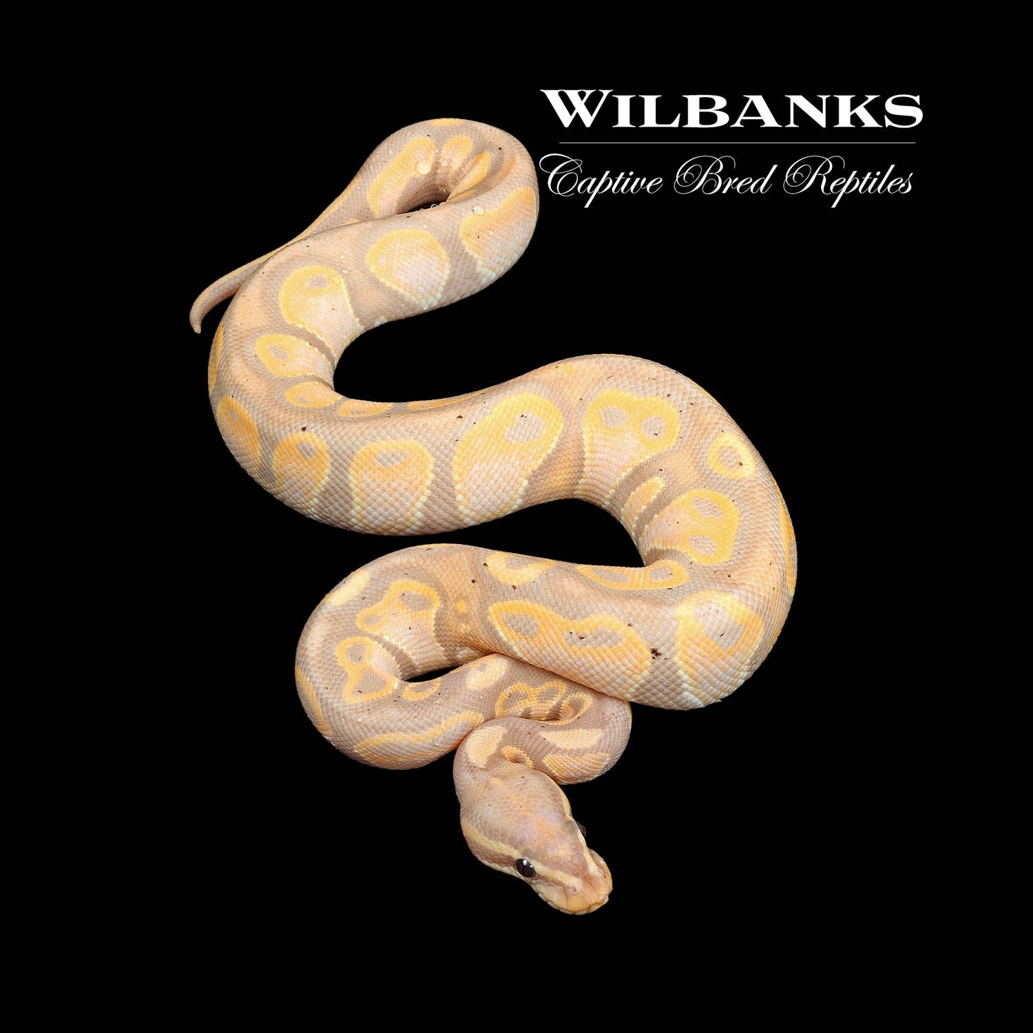 Banana Orange Dream Specter Ball Python by Wilbanks Captive Bred