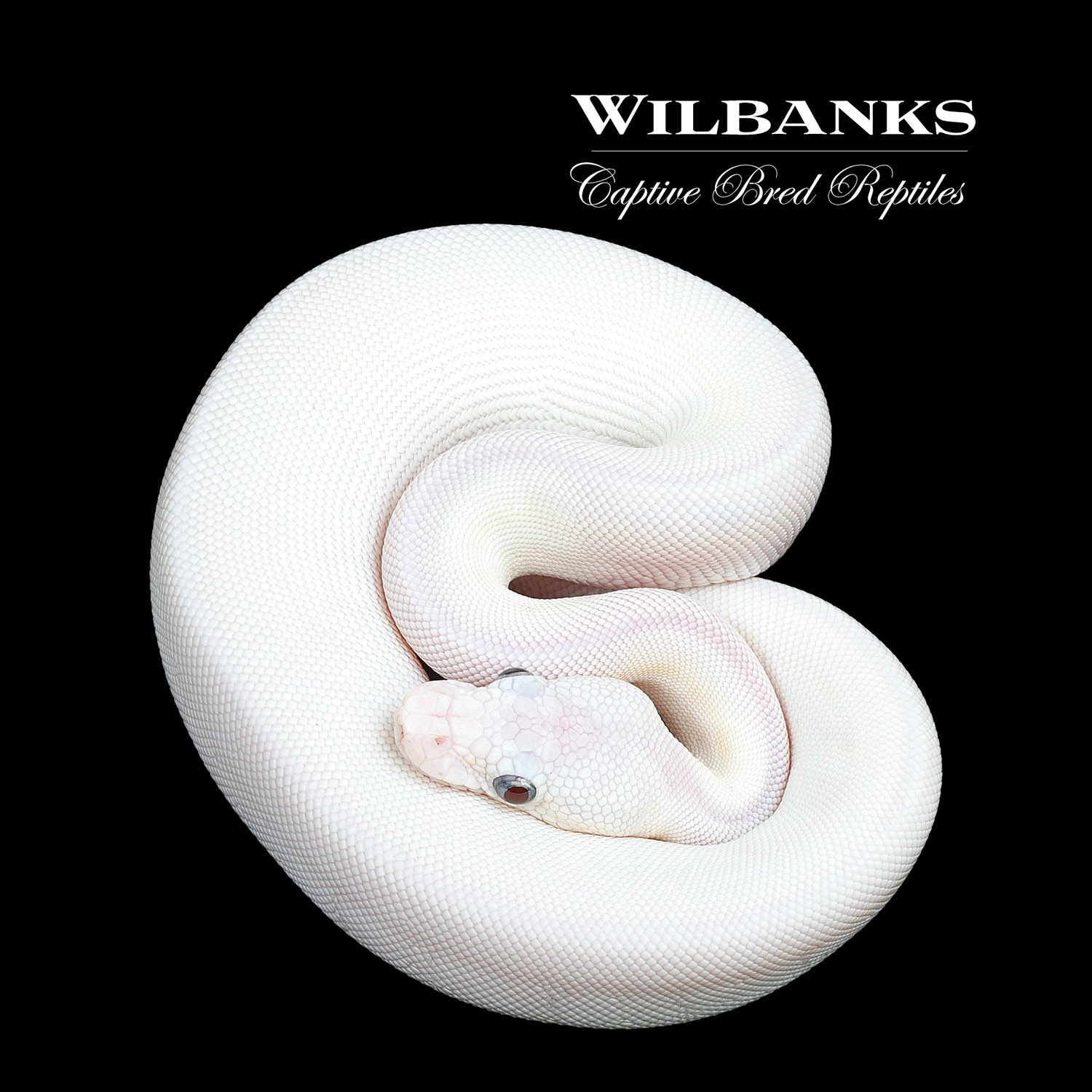 White Diamond Blue Eyed Lucy (Super Russo) Ball Python by Wilbanks ...
