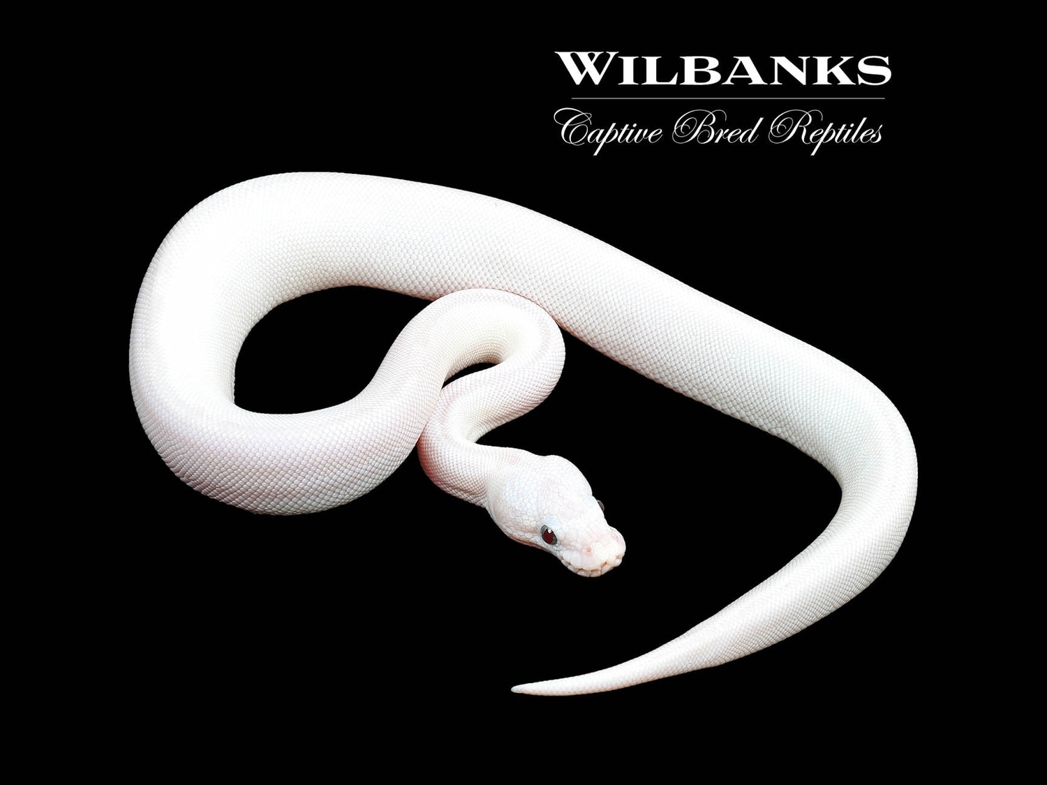 White Diamond Blue Eyed Lucy (Super Russo) Ball Python by Wilbanks ...