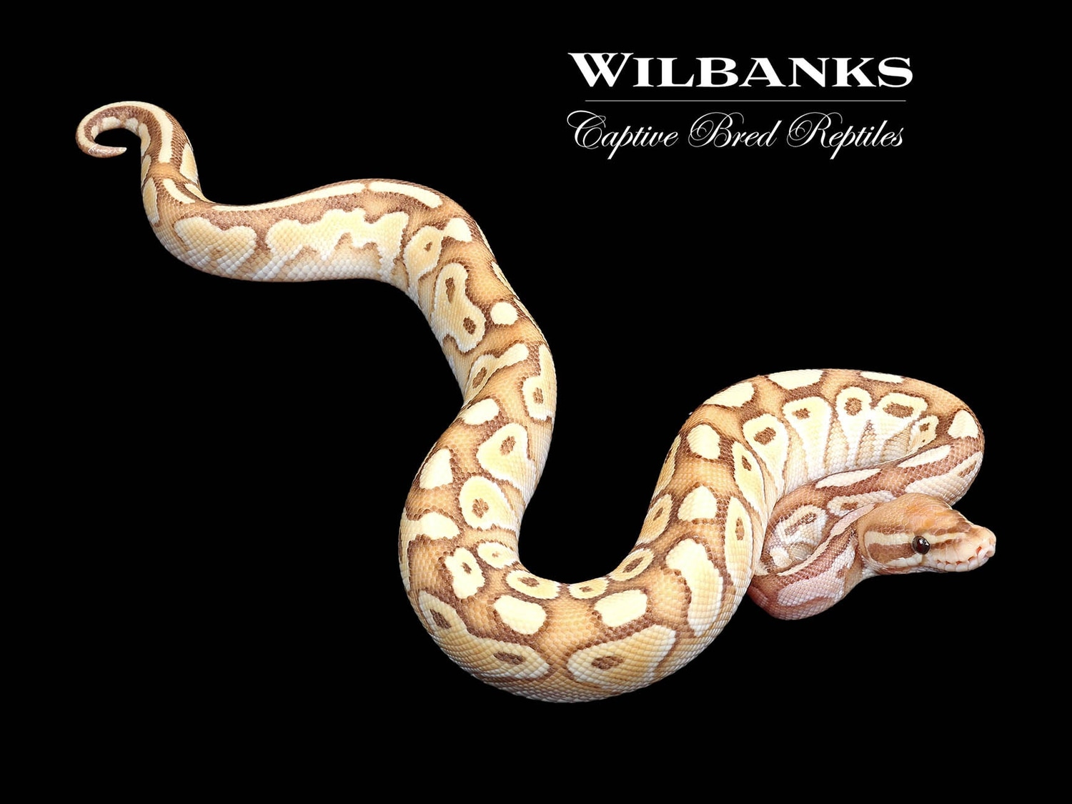 Banana Butter Ball Python by Wilbanks Captive Bred Reptiles MorphMarket