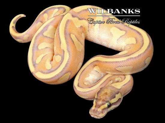 Nuclear Enchi Orange Dream Yellow Belly Ball Python by Wilbanks Captive ...