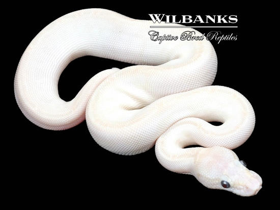 Butter Crystal (Butter Special) Ball Python by Wilbanks Captive Bred ...