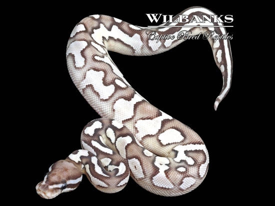 Axanthic (VPI) Orange Dream Lesser Yellow Belly Ball Python by Wilbanks ...