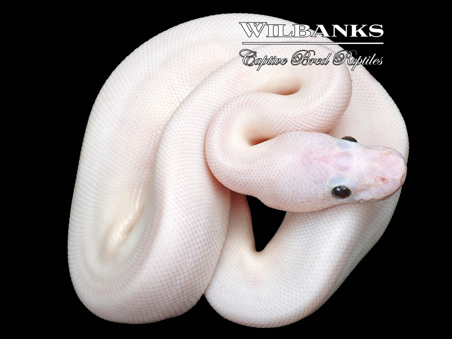 White Wedding Spied Ball Python by Wilbanks Captive Bred Reptiles ...