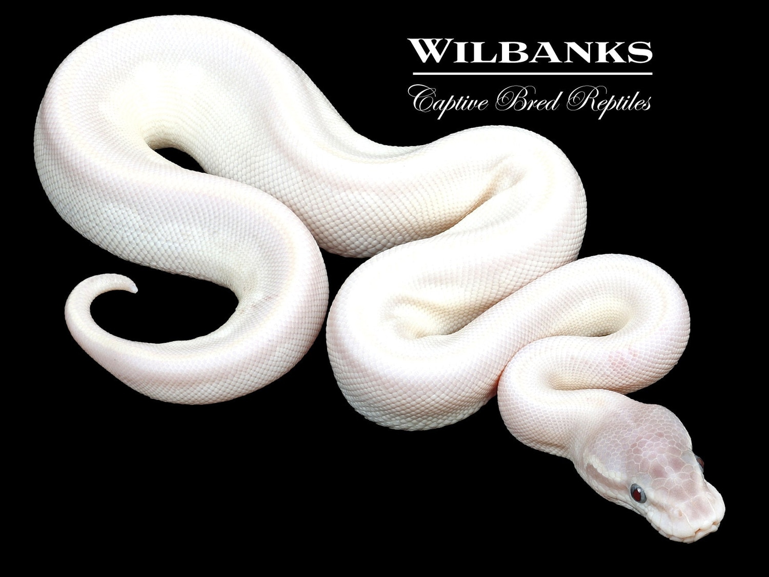 Purple Passion Ball Python by Wilbanks Captive Bred Reptiles - MorphMarket