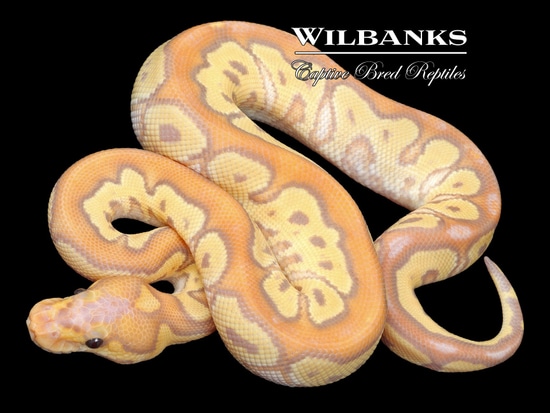 Banana Mojave Yellow Belly Clown Ball Python by Wilbanks Captive Bred ...