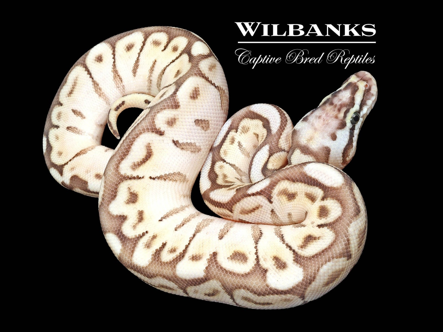 Queen Bee Ball Python by Wilbanks Captive Bred Reptiles MorphMarket