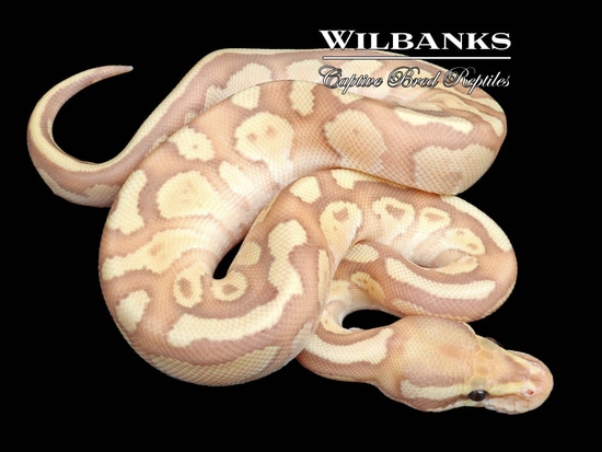 Nucular Ball Python Banana Nuclear Ball Python by Wilbanks Captive Bred Reptiles