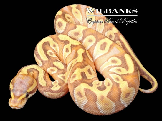 Huffen Ball Python Banana Mojave Enchi Huffman Ball Python by Wilbanks Captive Bred Reptiles
