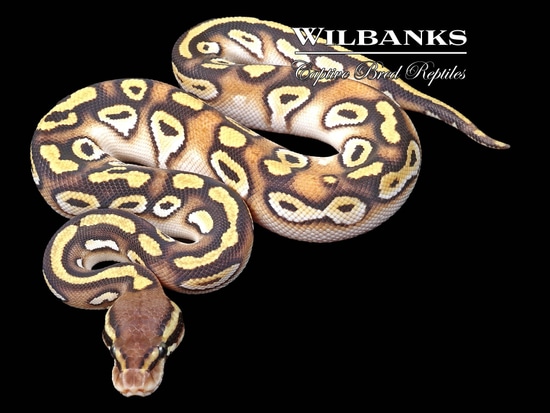 Orange Dream Pastave Yellow Belly Ball Python by Wilbanks Captive Bred ...