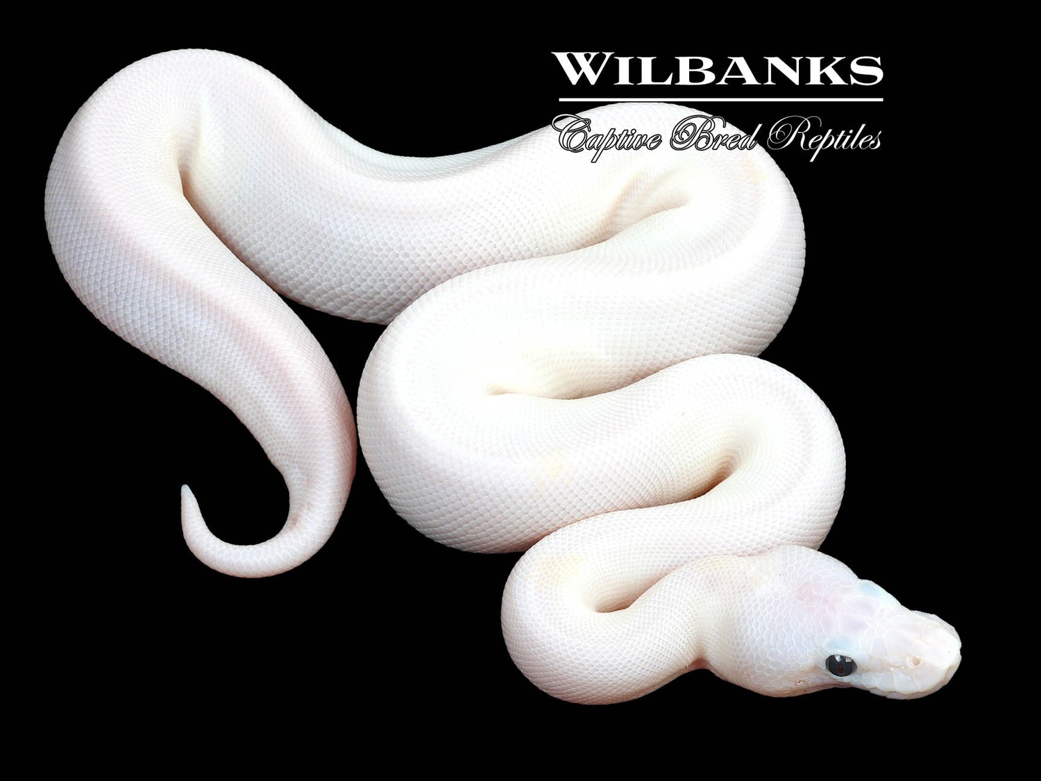 Super Fire Ball Python by Wilbanks Captive Bred Reptiles - MorphMarket