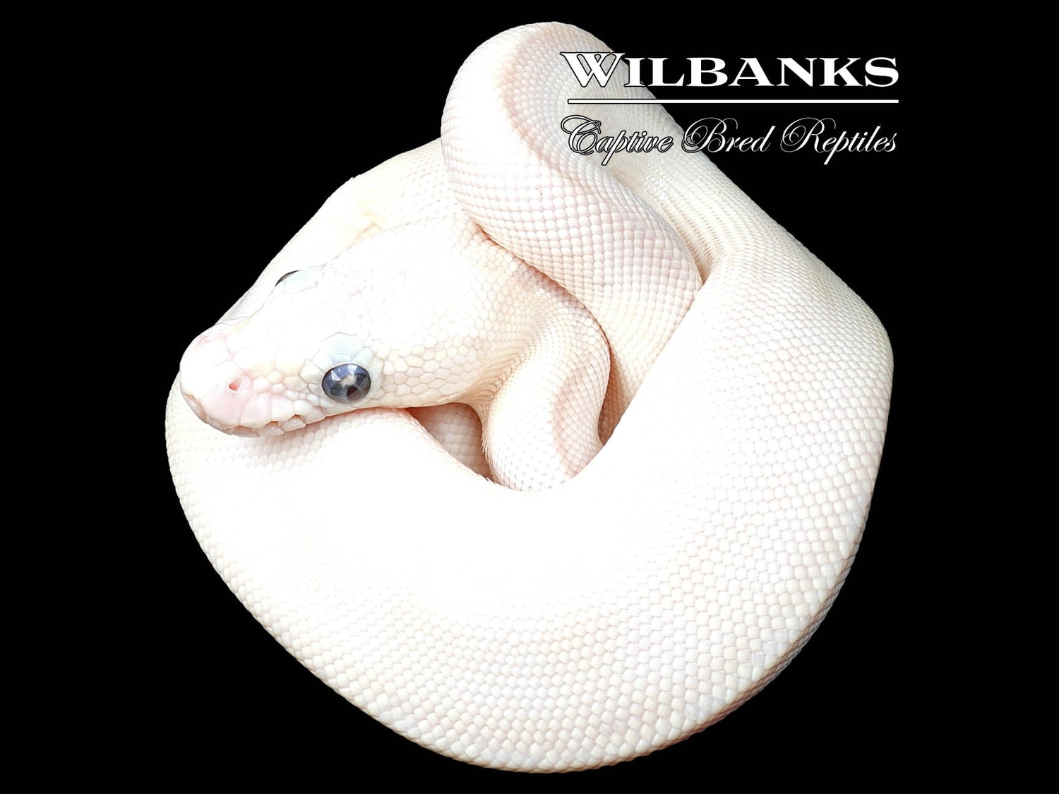 Blue Eyed Leucistic (Lucy) (Bamboo Butter) Ball Python by Wilbanks ...