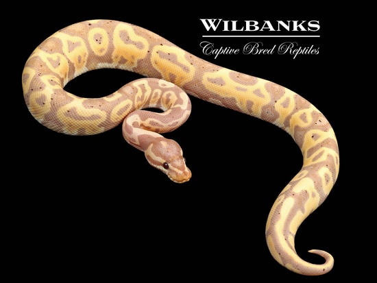邦楽 NUCLEAR BANANA Banana Nuclear Ball Python Ball Pythons by Wilbanks Captive