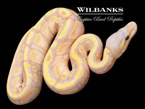 Stranger Banana Ball Python by Wilbanks Captive Bred Reptiles