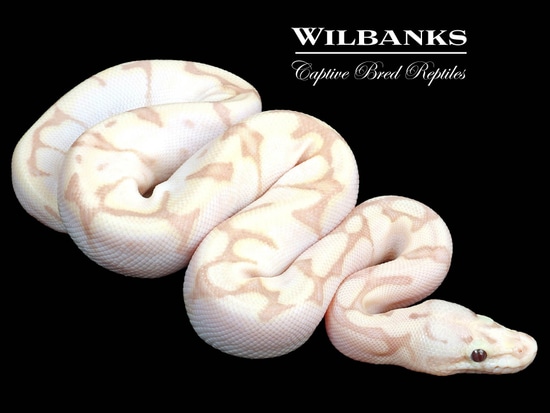 Banana Fire Bee Ball Python by Wilbanks Captive Bred Reptiles