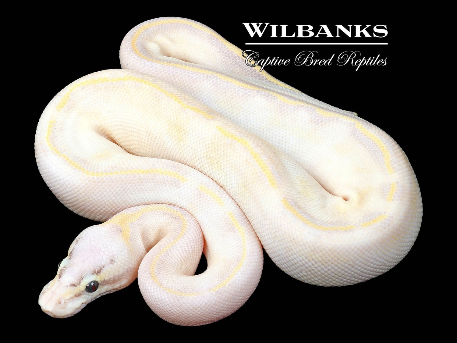 Pastel Ivory Ball Python by Wilbanks Captive Bred Reptiles - MorphMarket