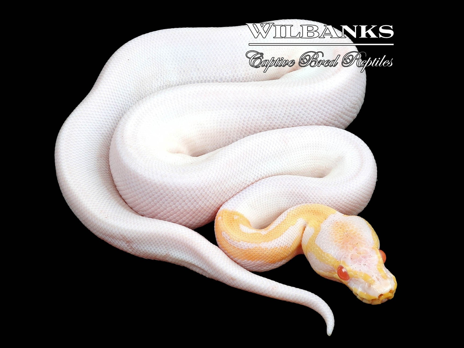 Albino Pied Ball Python by Wilbanks Captive Bred Reptiles - MorphMarket