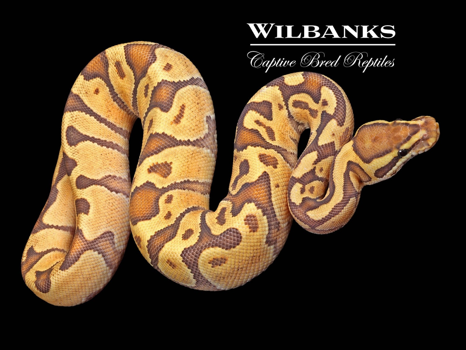 Enchi Fire Crush Ball Python by Wilbanks Captive Bred Reptiles ...