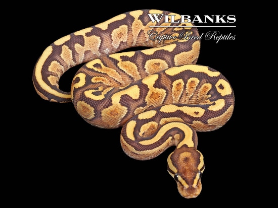 Fire Yellow Belly Mocha Ball Python by Wilbanks Captive Bred Reptiles