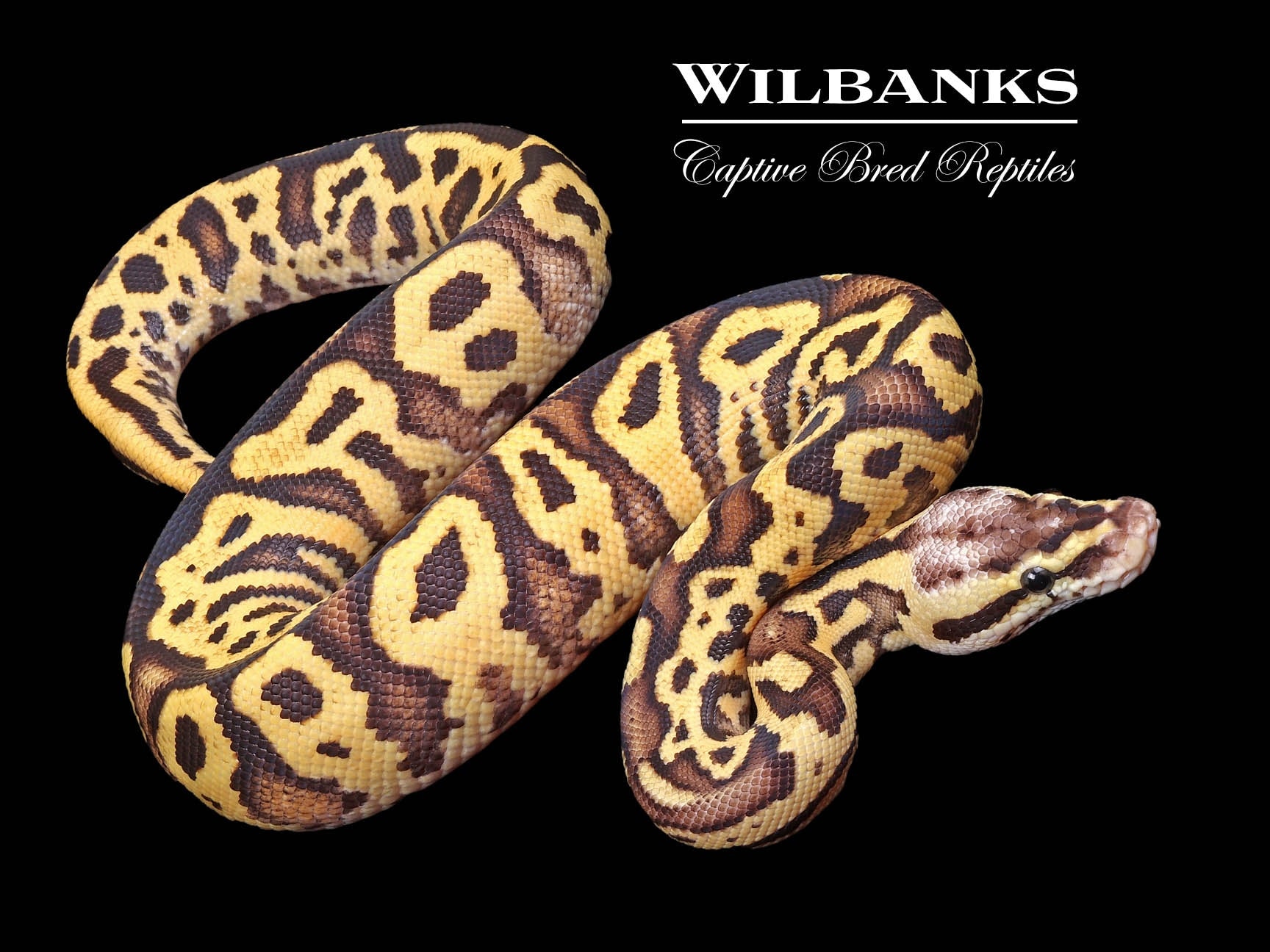 洋書　Python regius Das Kompendium Python regius: Atlas of Colour Morphs Keeping and Breeding