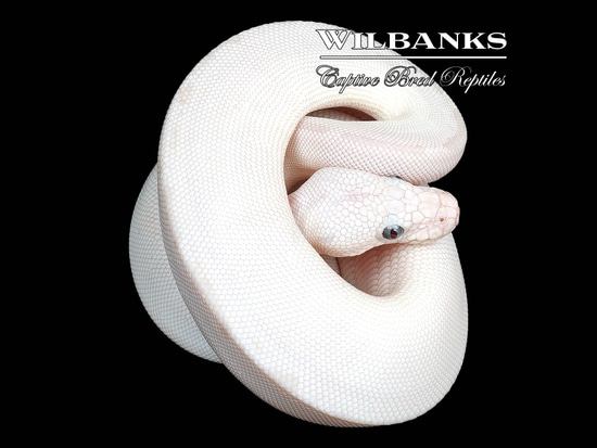White Diamond Blue Eyed Leucistic (Super Russo) Ball Python by Wilbanks ...