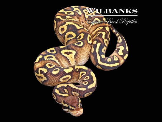 Pastave Yellow Belly Ball Python by Wilbanks Captive Bred Reptiles