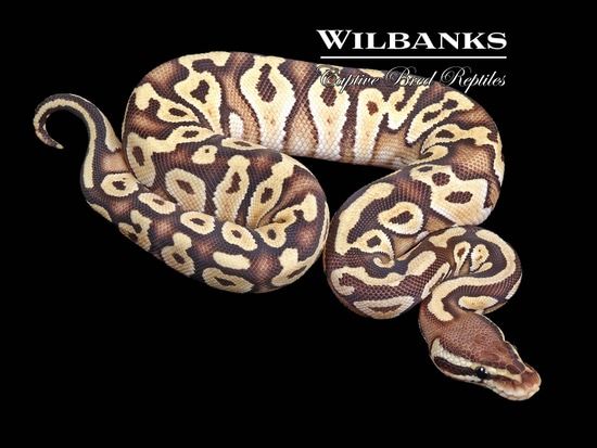 Pastave Yellow Belly Ball Python by Wilbanks Captive Bred Reptiles