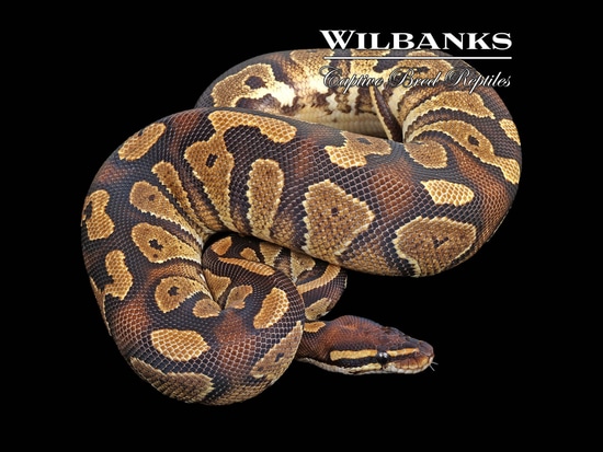 Blackhead Spark Ball Python by Wilbanks Captive Bred Reptiles