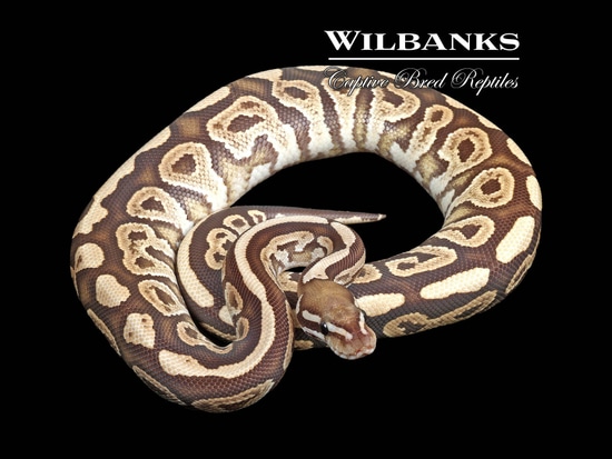 Black Fire Ball Python by Wilbanks Captive Bred Reptiles
