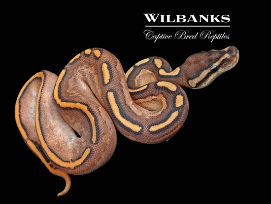 Freeway Orange Dream Cinnamon Sugar Ball Python by Wilbanks 