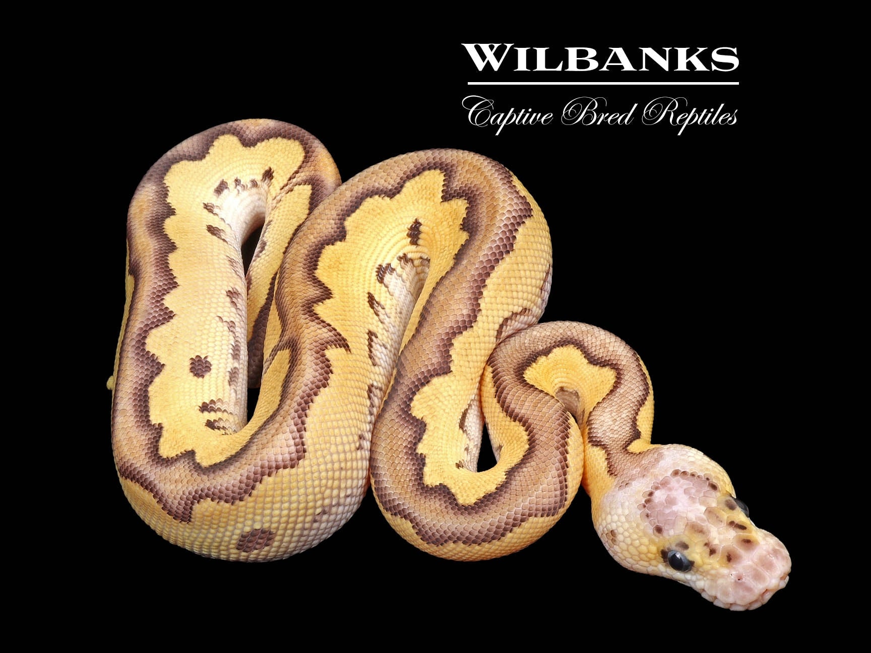 洋書 The Complete Ball Python Clown Ball Python ♀ '25 – Wilbanks Captive Bred Reptiles