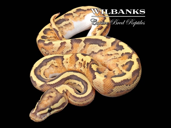 Disco Inferno Ball Python by Wilbanks Captive Bred Reptiles