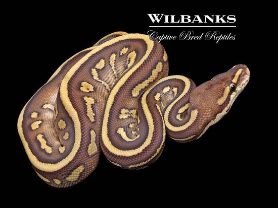 Ball Python Butter Leopard Stranger Leopard Butter Ball Python by Wilbanks Captive Bred Reptiles