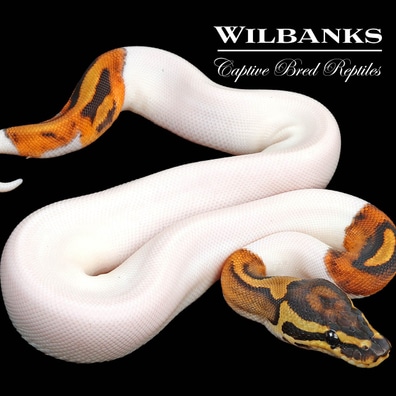 邦楽 NUCLEAR BANANA Banana Nuclear Ball Python Ball Pythons by Wilbanks Captive