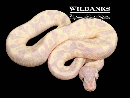 Banana Leopard Fire Python Super Banana Fire Leopard 100% Het. Clown Ball Python by Wilbanks ...
