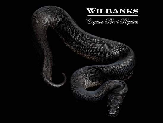 Obsidian Ball Python by Wilbanks Captive Bred Reptiles