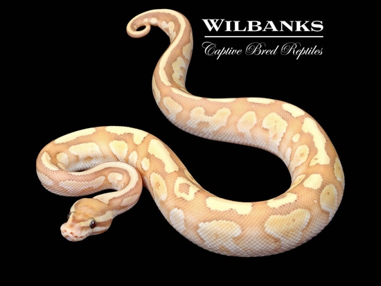 Banana Nuclear Ball Python by Wilbanks Captive Bred Reptiles