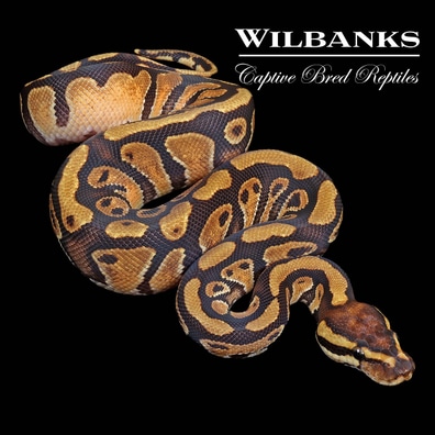 Red Stripe Pastel Sugar Clown Ball Python Ball Pythons by