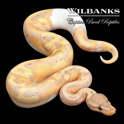 洋書 The Complete Ball Python 大人気新品をすべて A Python, Ball Complete Comprehensive