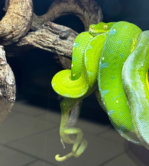 USCBB Jayapura Green Tree Python by Wilbanks Captive Bred Reptiles