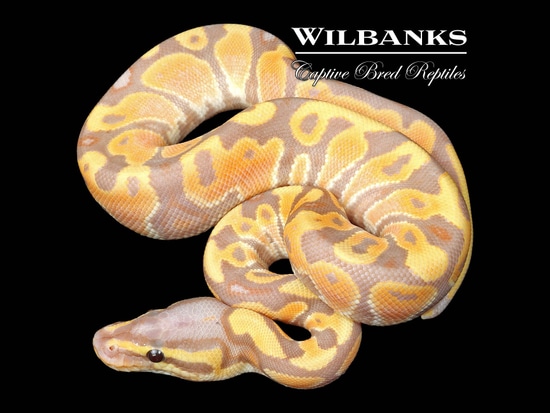 Banana Orange Dream Ball Python by Wilbanks Captive Bred Reptiles
