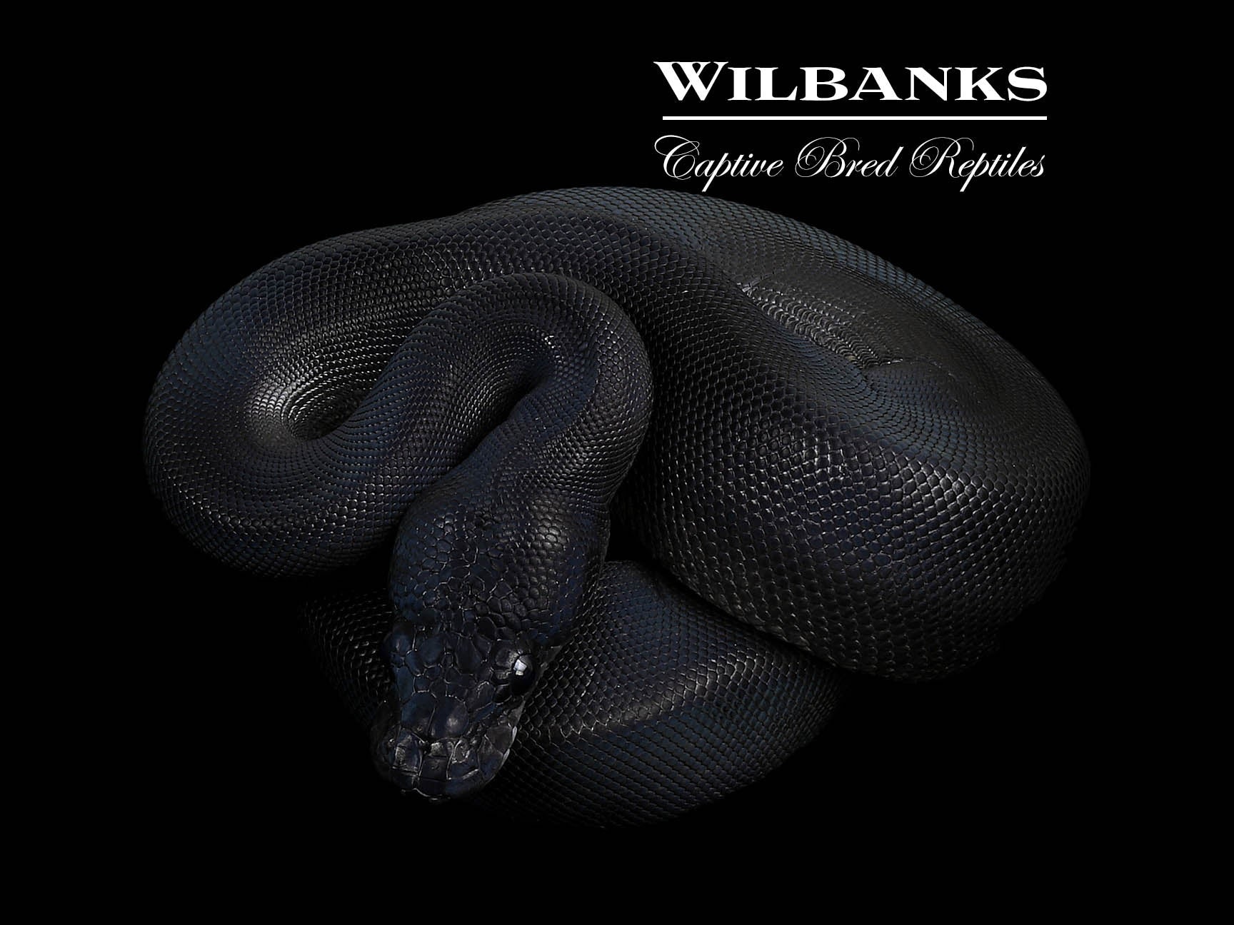 洋書 The Complete Ball Python Complete Ball Python, A Comprehensive Guide to Care