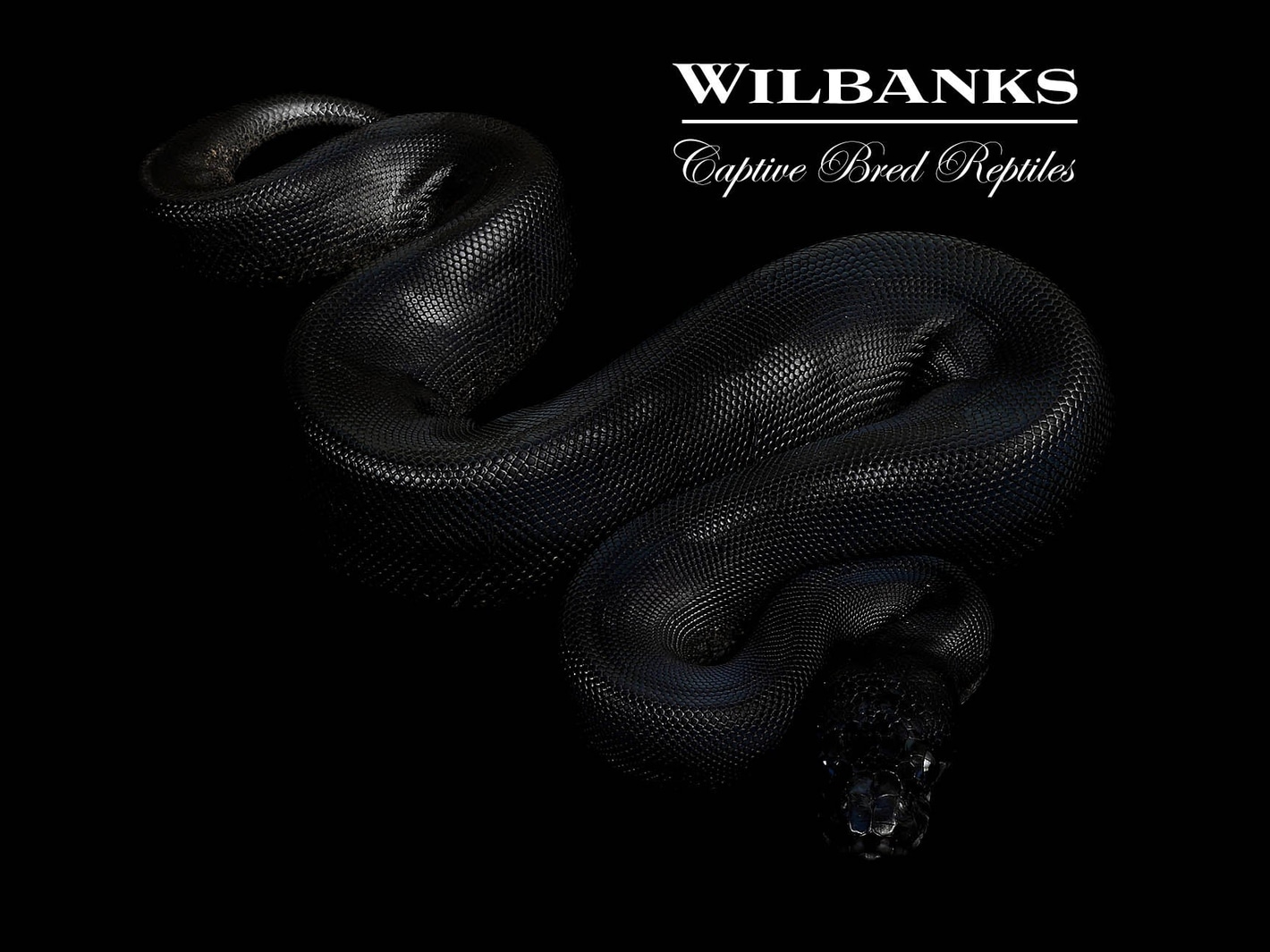Obsidian Ball Python Ball Pythons by Wilbanks Captive Bred