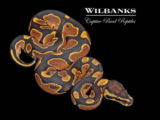 洋書 The Complete Ball Python The Complete Guide to Ball Python Ownership and Care