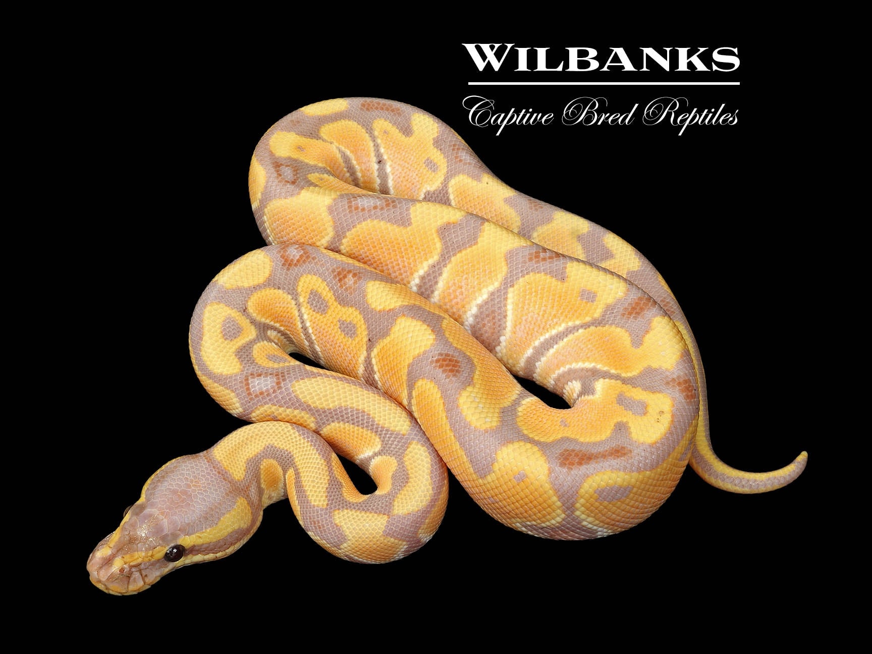 洋書 The Complete Ball Python Kevin McCurley The Complete Ball Python Kevin McCurley