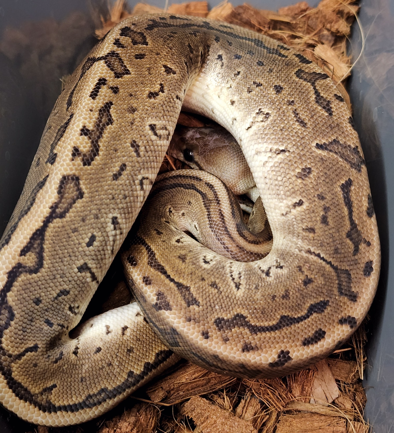 Black Pastel Pinstripe Scaleless Head Ball Python by Firehouse Morphs ...