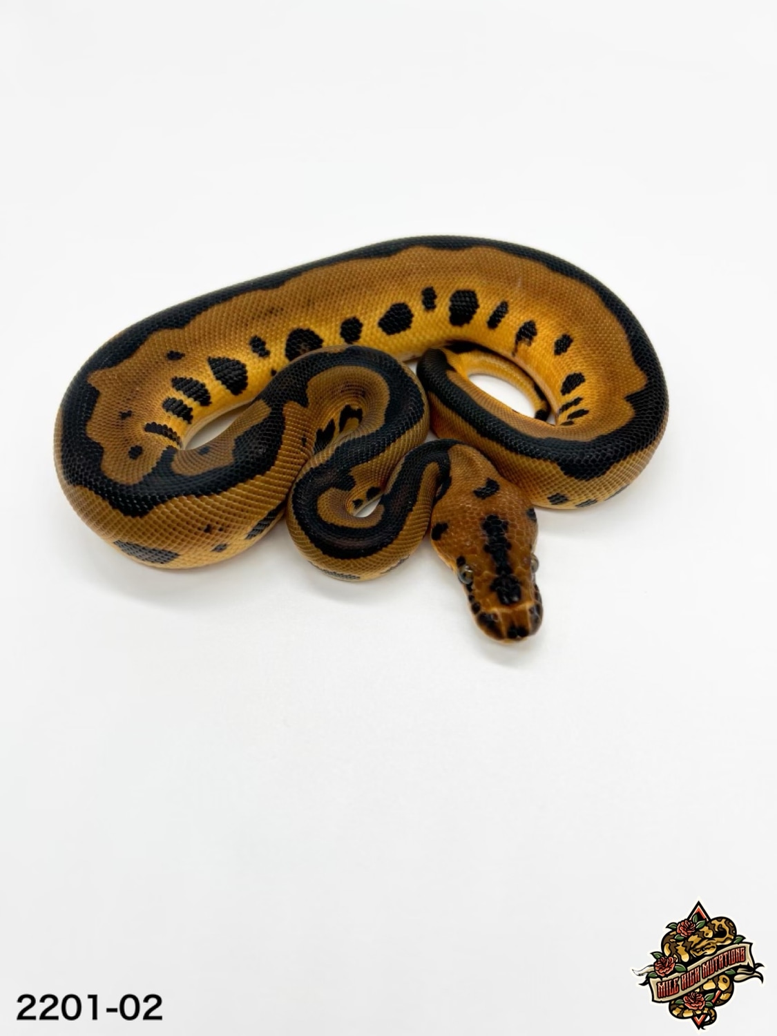 Leopard Clown Ball Python by Mile High Mutations - MorphMarket